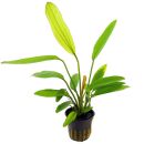 Echinodorus 'Rosé' - Pot