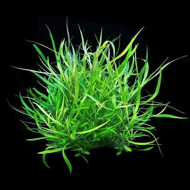 Hygrophila costata submers