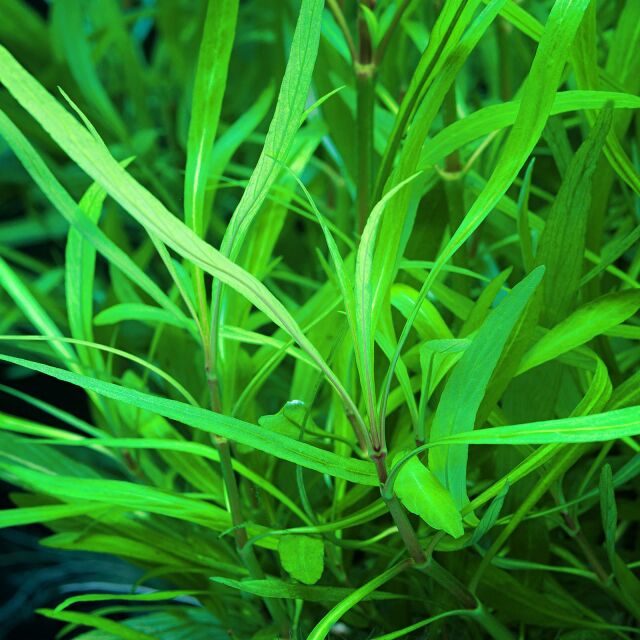 Hygrophila costata