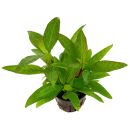 Hygrophila corymbosa Siamensis