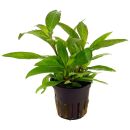 Hygrophila corymbosa 'Siamensis' - Pot