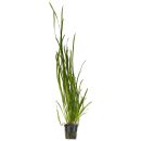 Vallisneria nana "Tiger" - Pot