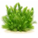 Ceratophyllum demersum Foxtail