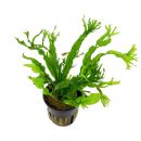Microsorum pteropus Windeløv