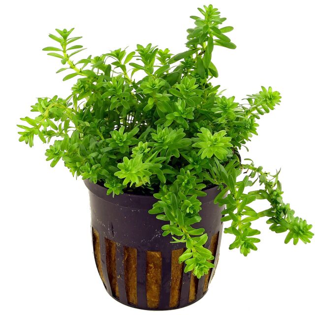 <b>Rotala sp. "Nanjenshan"</b><br />Nanjenshan rotala