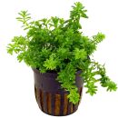 Rotala sp. "Nanjenshan" - Topf