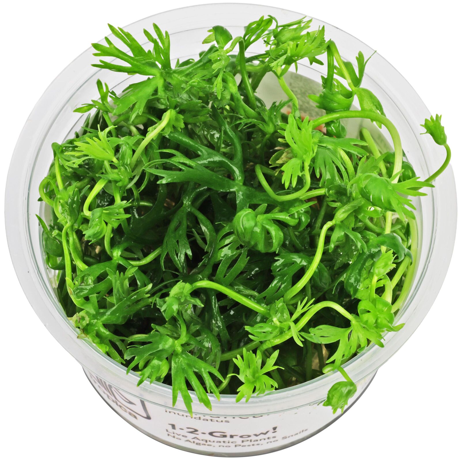 Ranunculus inundatus