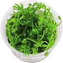 Ranunculus inundatus - 1-2-GROW!