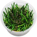 Littorella uniflora - 1-2-GROW!