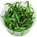 Sagittaria subulata - 1-2-GROW!