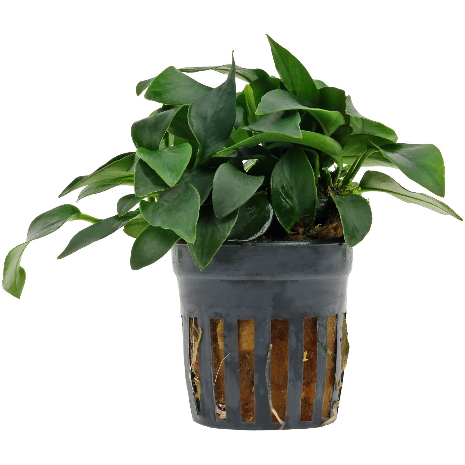 Anubias barteri var. nana 'Mini'