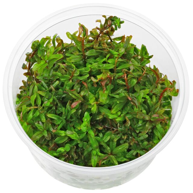 Rotala rotundifolia "Gia Lai" / "H'Ra"