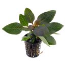 Hygrophila corymbosa "Kompakt" - Topf