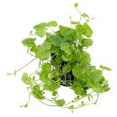 Cardamine lyrata
