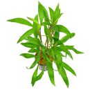 Hygrophila corymbosa "Thailand"