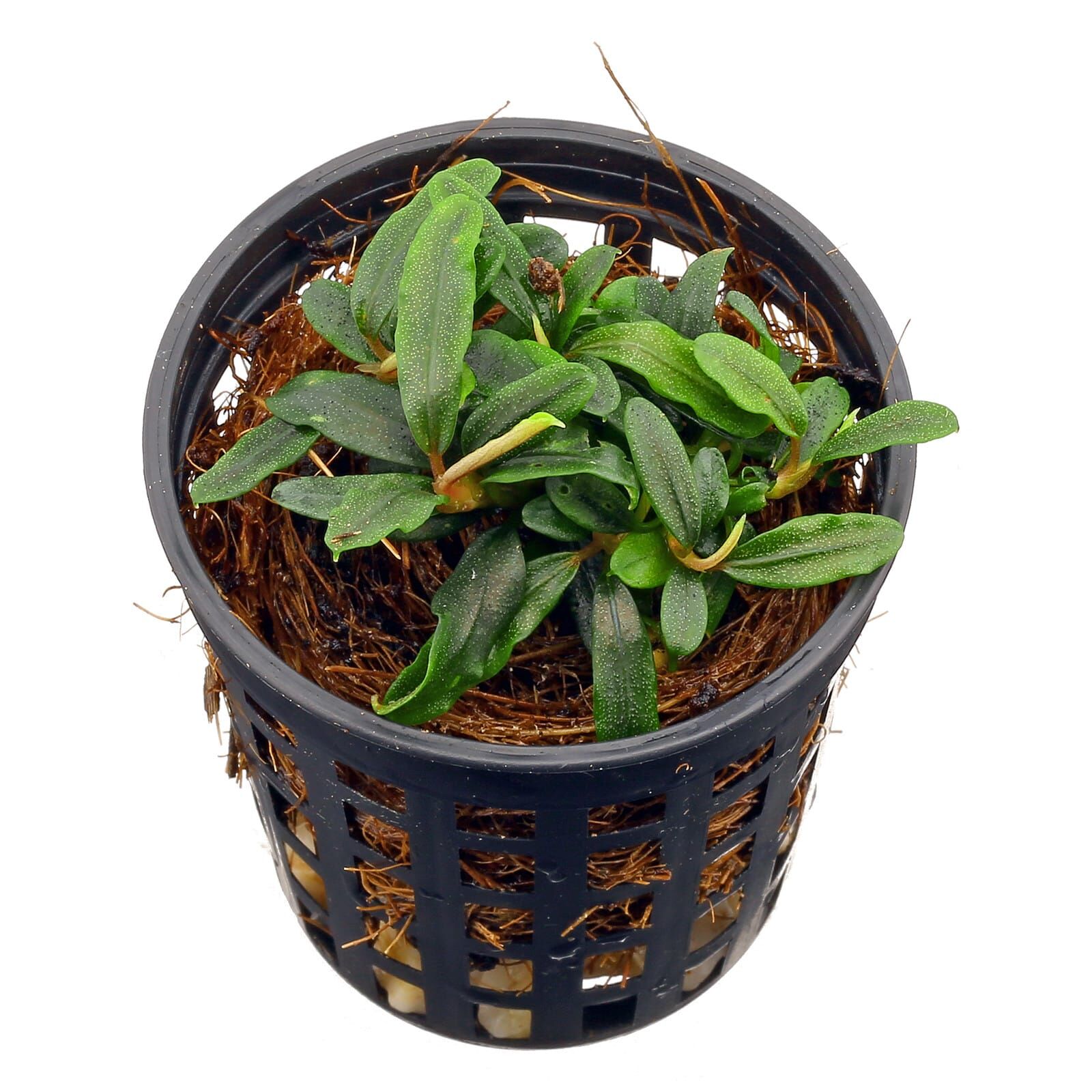 Bucephalandra sp. "Mini Needle Leaf"