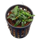Bucephalandra sp. "Mini Needle Leaf"