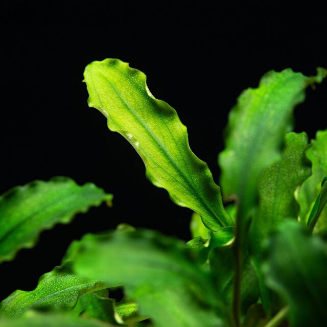 Bucephalandra pygmaea "Bukit Kelam / Sintang"