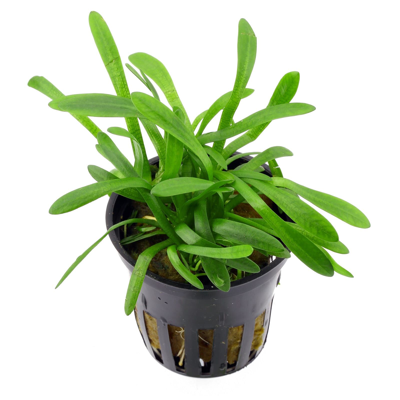 Sagittaria subulata "Pusilla"