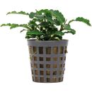 Bucephalandra pygmaea "Bukit Kelam / Sintang" -...