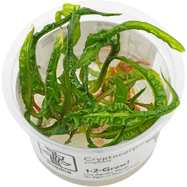 Cryptocoryne crispatula var. balansae