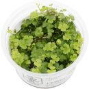 Hydrocotyle tripartita - 1-2-GROW!