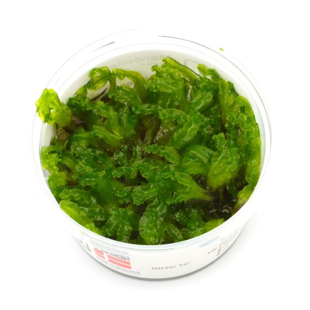 Monosolenium tenerum