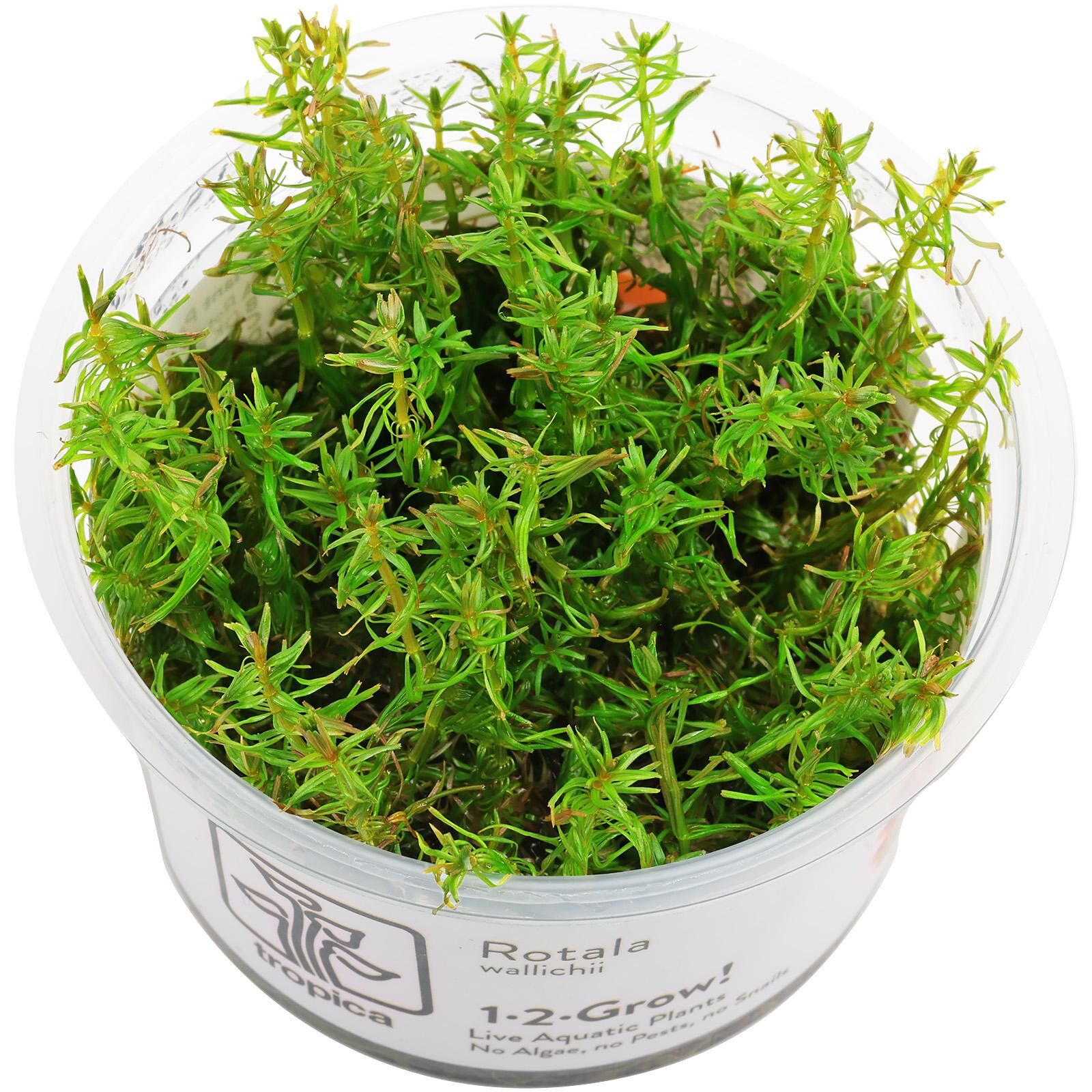 Rotala wallichii