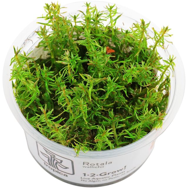 Rotala wallichii