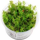 Rotala wallichii - 1-2-GROW!