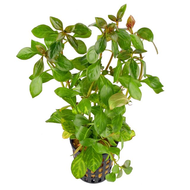 Ludwigia sp. 'Dark Orange' ('Atlantis')