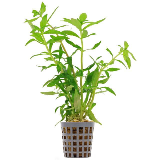 Limnophila aromatica - Topf