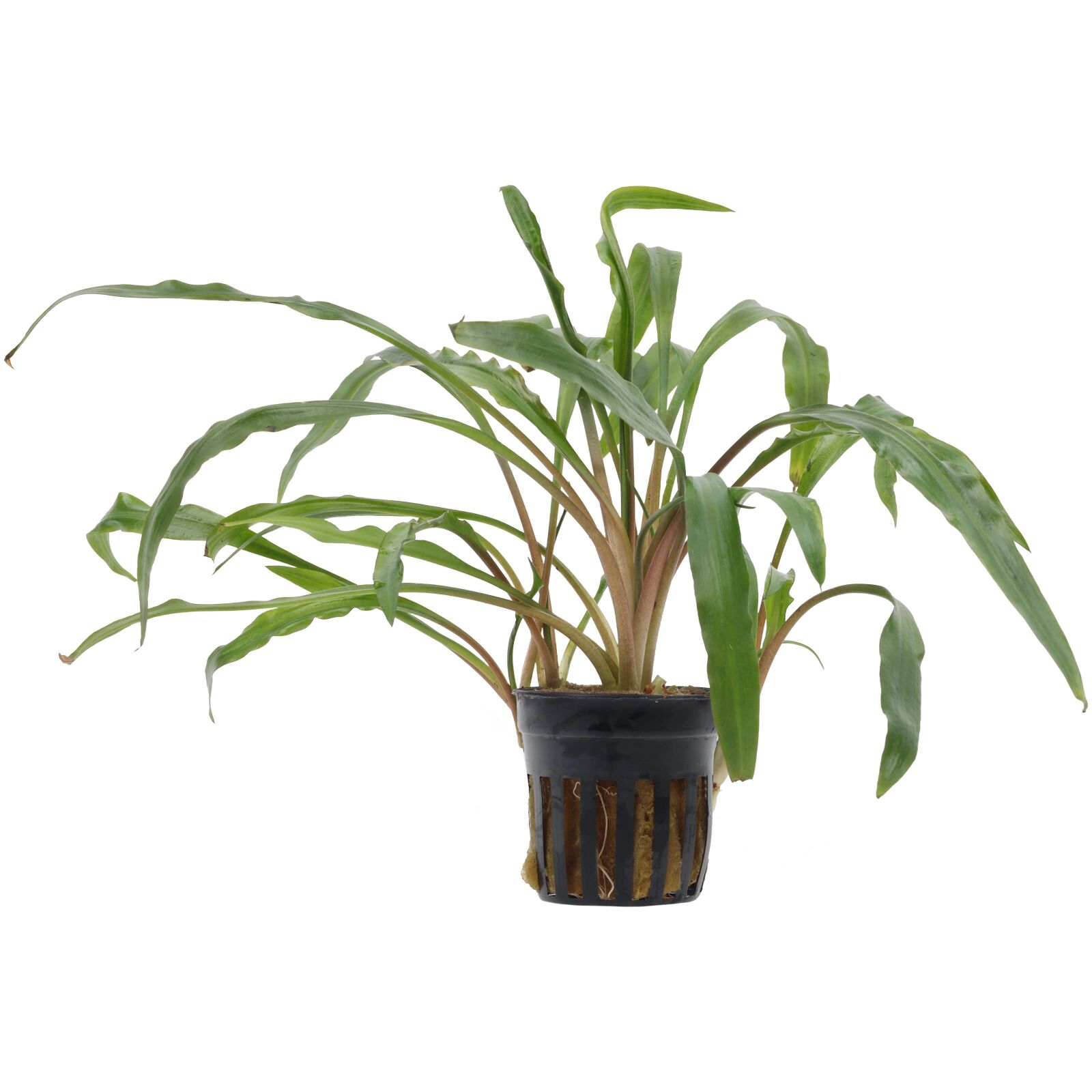 Cryptocoryne spiralis