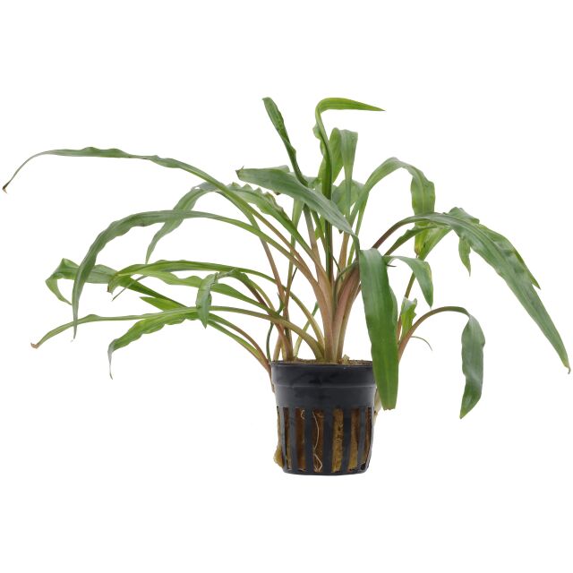 Cryptocoryne spiralis