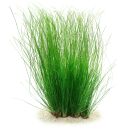Eriocaulon breviscapum