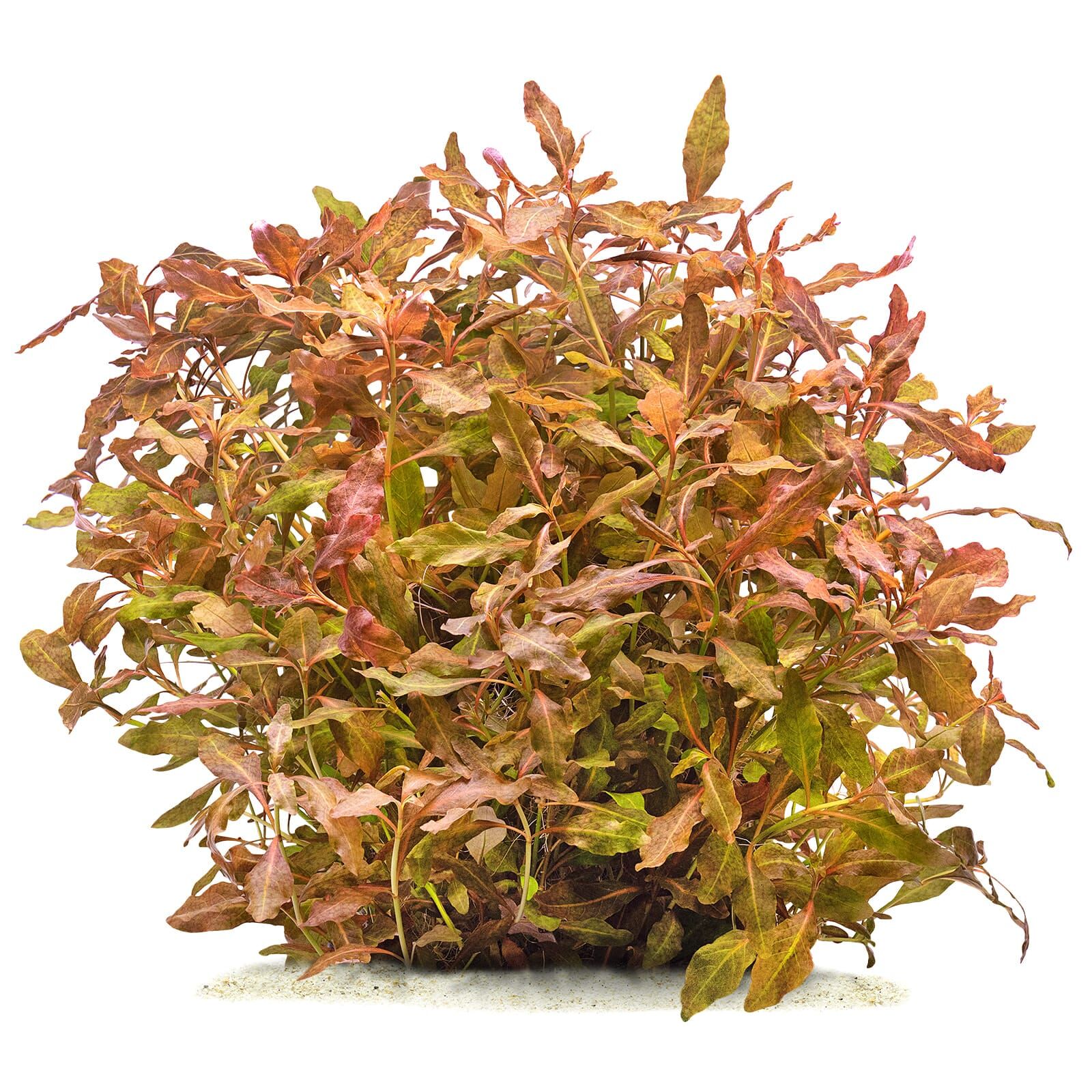 Hygrophila sp. "Brown"