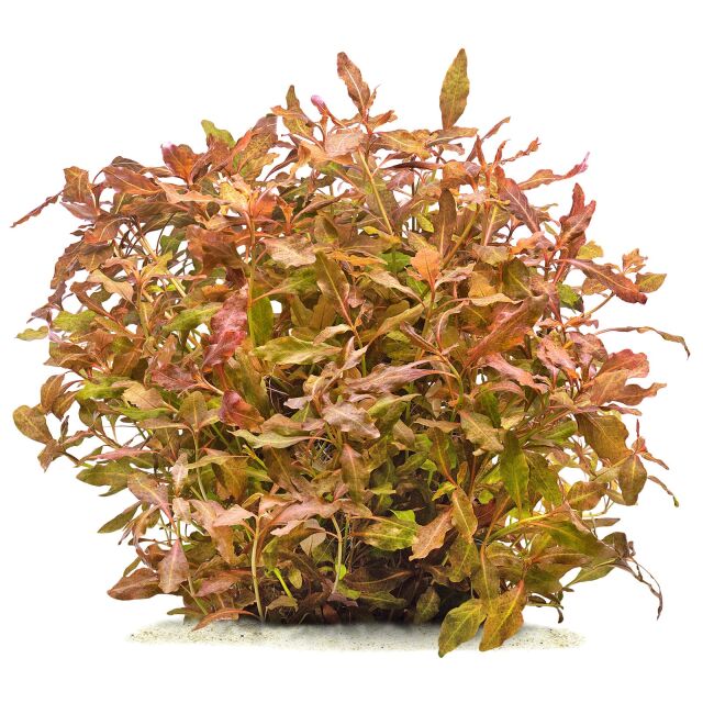 Hygrophila sp. "Brown"