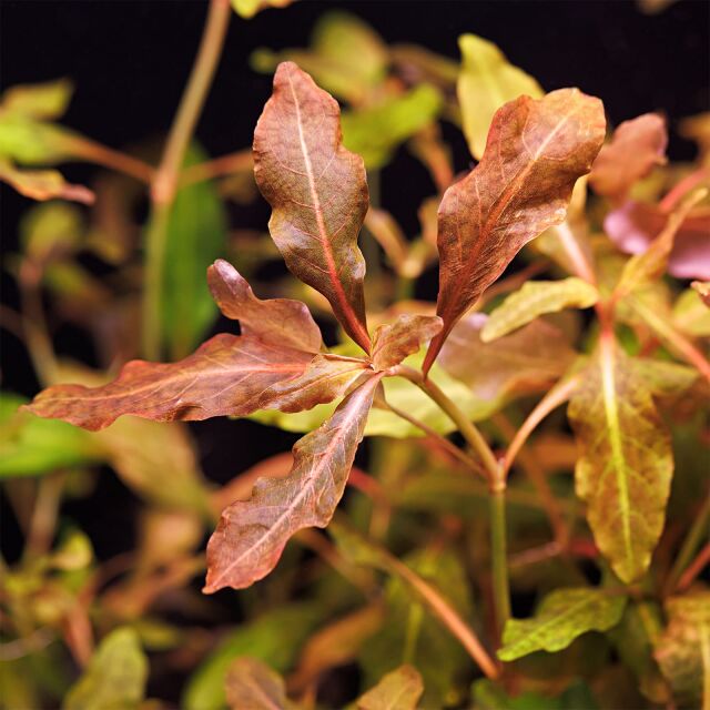 Hygrophila sp. "Brown"
