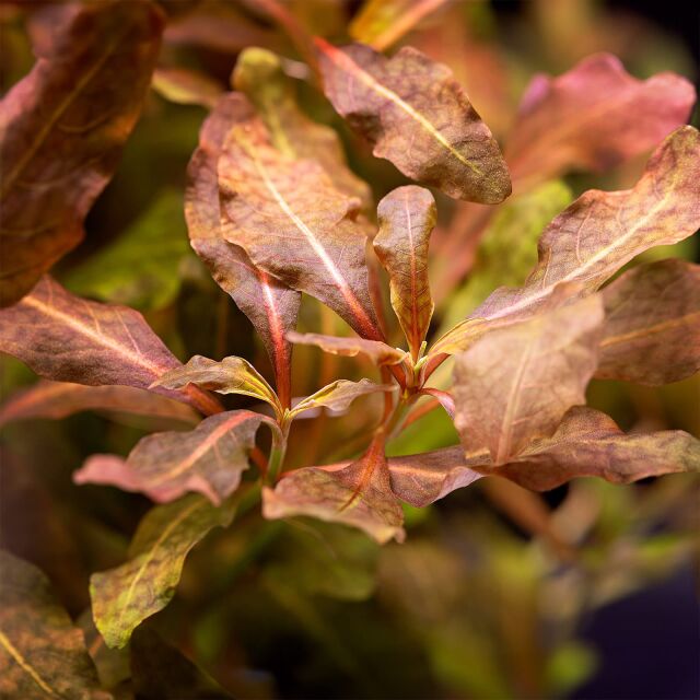 Hygrophila sp. "Brown"