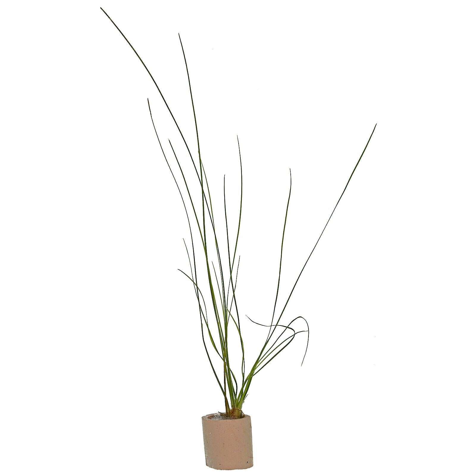 Eriocaulon sp. "Feather Duster"