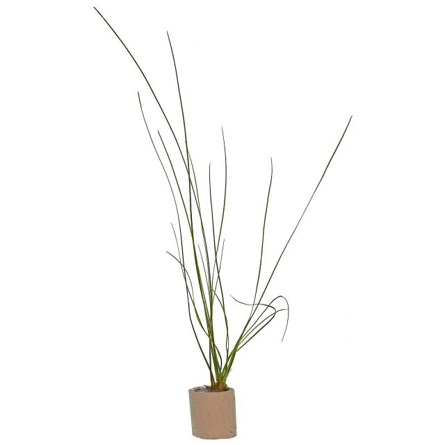Eriocaulon sp. "Feather Duster"