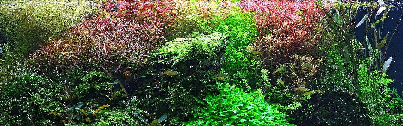 Aquascape
