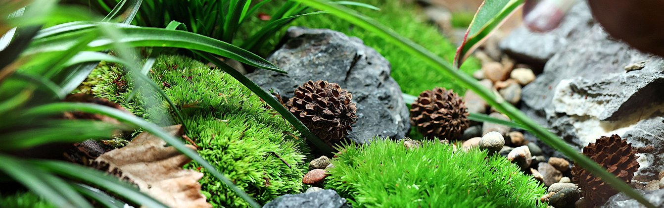 Terrarium gestalten