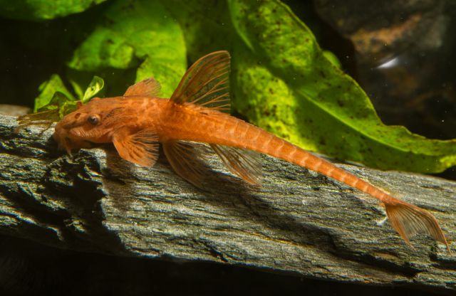 Whiptail catfish
