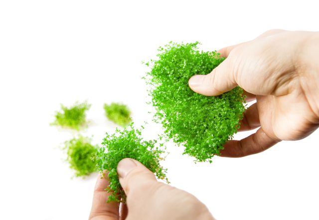 dividing an  in-vitro plant