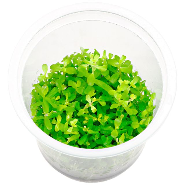 Rotala macrandra "Bangladesh"