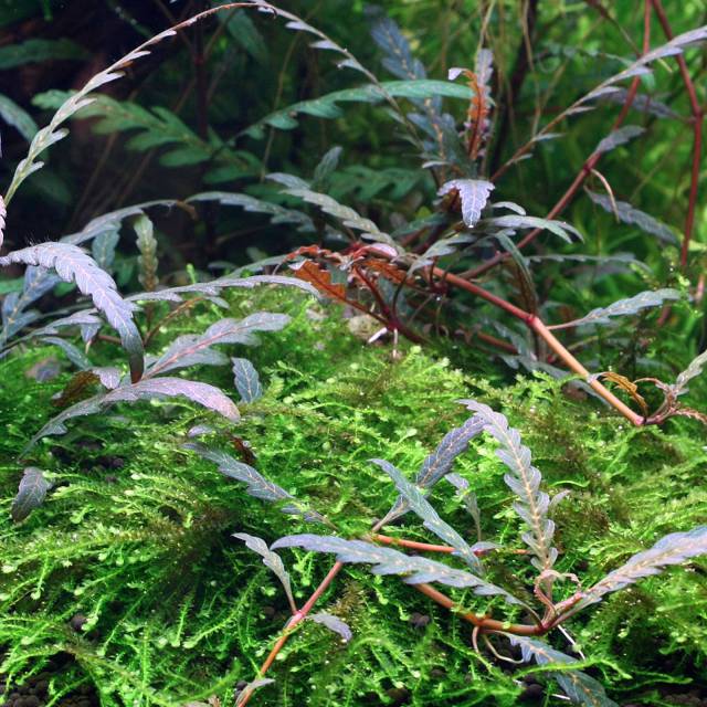 Hygrophila pinnatifida - submers