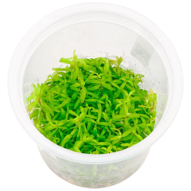 Rotala sp. "Wayanad"