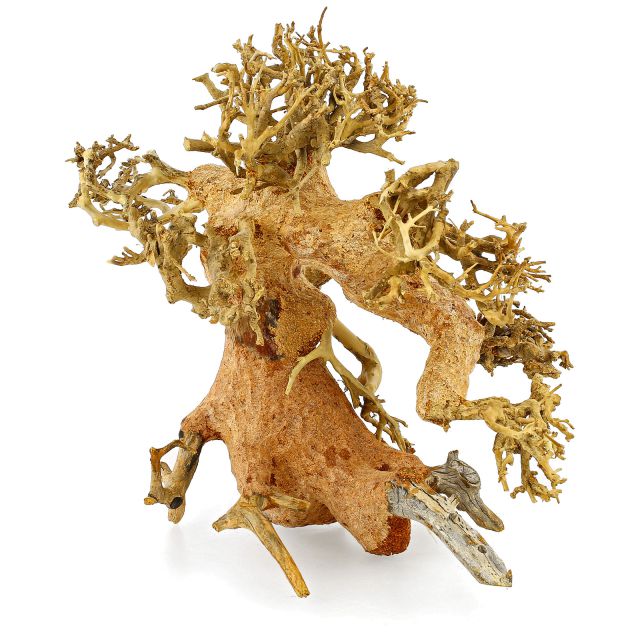 Bonsai tree