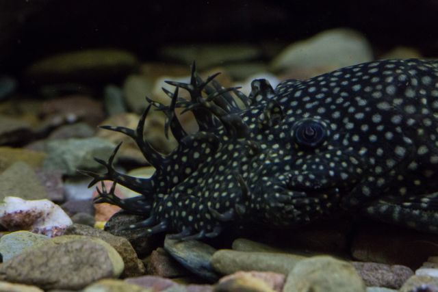Bristlenose pleco